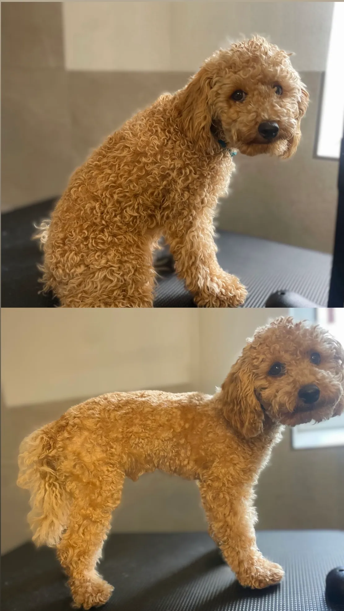 Vorher-Nachher Fotovergleich eines kleinen lockigen Hundes nach der Komplettpflege