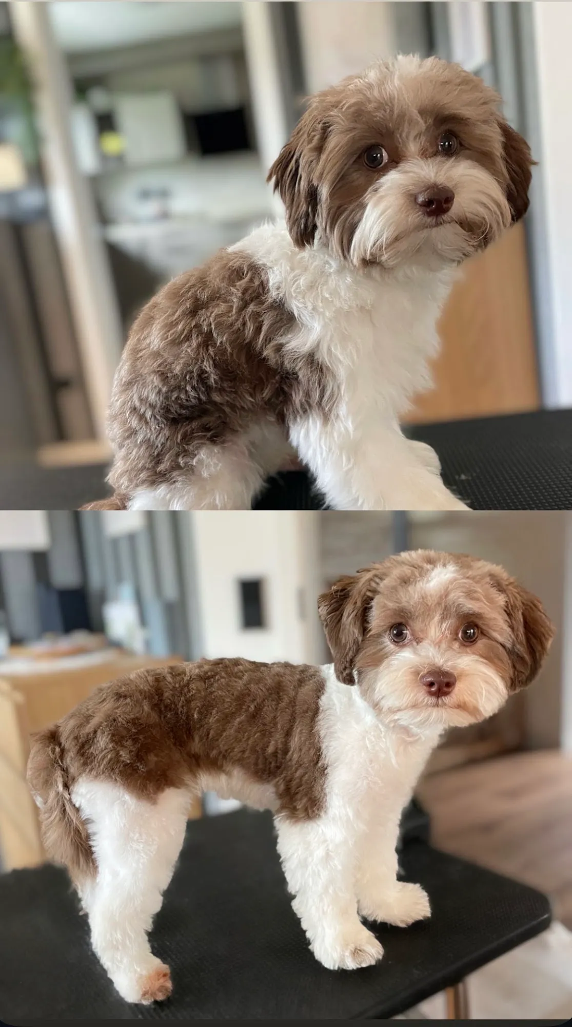 Vorher-Nachher Vergleich eines zweifarbigen Bichon Mix vor und nach dem Frisieren